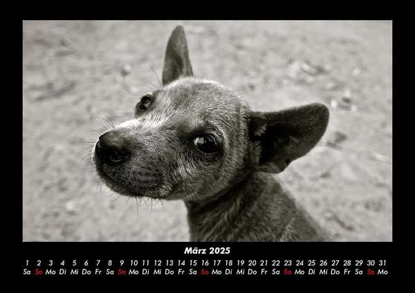 Produktbild: Welpen 2025 Fotokalender DIN A3