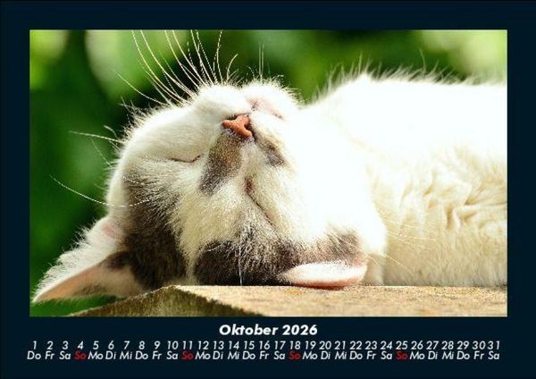 Produktbild: F&uuml;r Katzenfreunde 2026 Fotokalender DIN A5