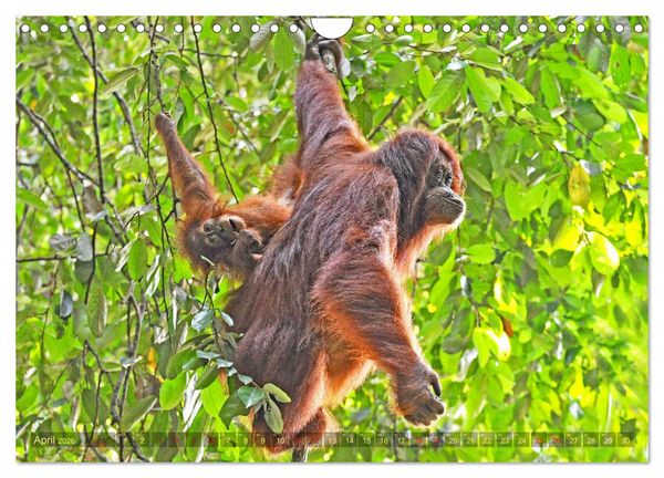 Produktbild: Orang Utans Sumatras Waldmenschen (Wandkalender 2026 DIN A4 quer), CALVENDO Monatskalender