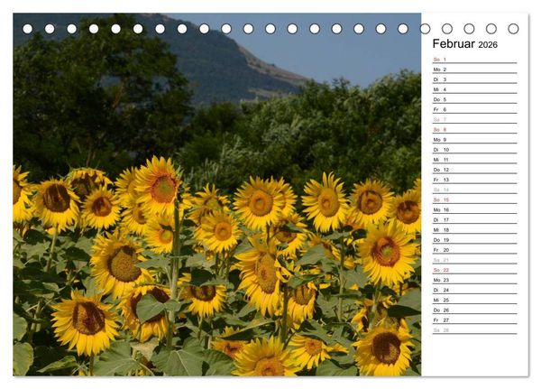 Produktbild: Ein Jahr lang Sonnenblumen (Tischkalender 2026 DIN A5 quer), CALVENDO Monatskalender
