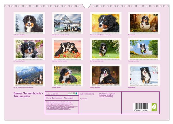 Produktbild: Berner Sennenhunde - Tr&auml;umereien (Wandkalender 2026 DIN A3 quer), CALVENDO Monatskalender