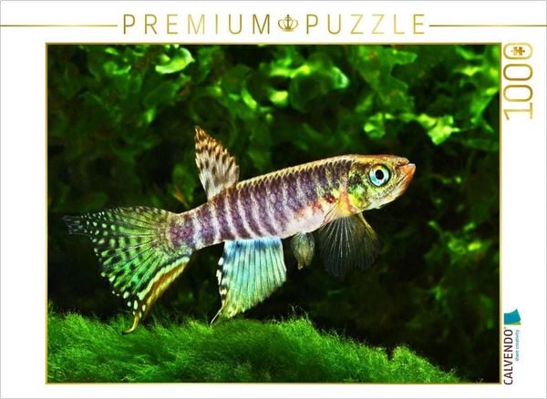 CALVENDO Puzzle Moema peruensis PERU | 1000 Teile Lege-Größe 64x48cm Foto-Puzzle für glückliche Stunden