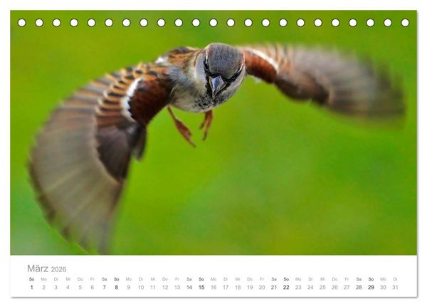 Produktbild: V&ouml;gel in unseren G&auml;rten 2026 (Tischkalender 2026 DIN A5 quer), CALVENDO Monatskalender