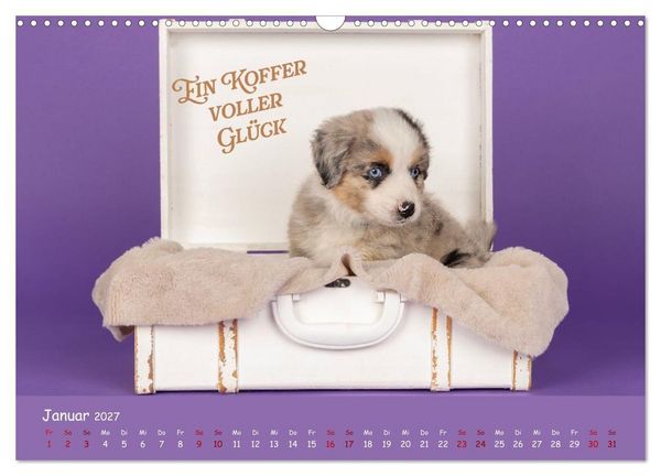 Produktbild: Mini Australian Shepherd, eine ganz besondere Rasse (Wandkalender 2027 DIN A3 quer), CALVENDO Monatskalender