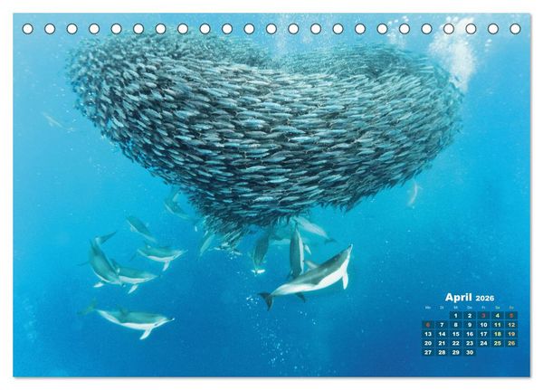 Produktbild: Tiere des Meeres: Faszination Tauchen (Tischkalender 2026 DIN A5 quer), CALVENDO Monatskalender