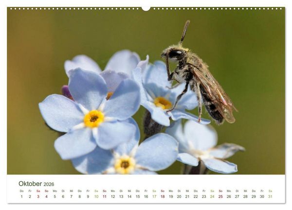Produktbild: Wildbienen im Garten (Wandkalender 2026 DIN A2 quer), CALVENDO Monatskalender