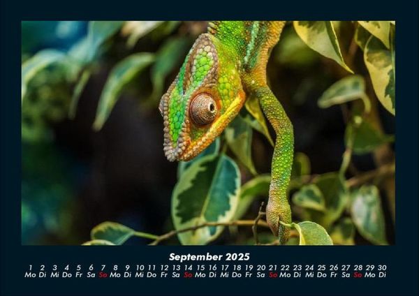 Produktbild: Der Tierkalender 2025 Fotokalender DIN A4