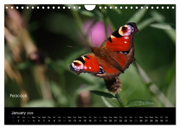 Produktbild: Beautiful British Butterflies (Wall Calendar 2026 DIN A4 landscape), CALVENDO 12 Month Wall Calendar