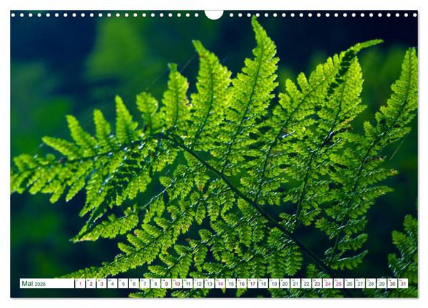 Produktbild: GR&Uuml;N . Die Kraft der Natur (Wandkalender 2026 DIN A3 quer), CALVENDO Monatskalender