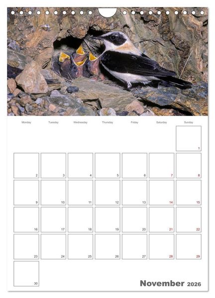 Produktbild: At the dawn of life the secret life of passerines (Wall Calendar 2026 DIN A4 portrait), CALVENDO 12 Month Wall Calendar