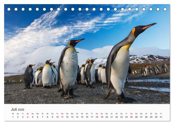 Produktbild: Pinguine - Die sympathischen Frack-Tr&auml;ger (Tischkalender 2026 DIN A5 quer), CALVENDO Monatskalender