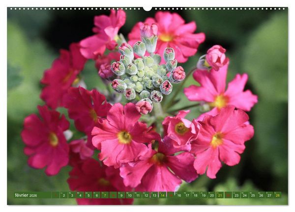 Produktbild: La beaut&eacute; des fleurs (Calendrier mural 2026 DIN A2 vertical), CALVENDO calendrier mensuel