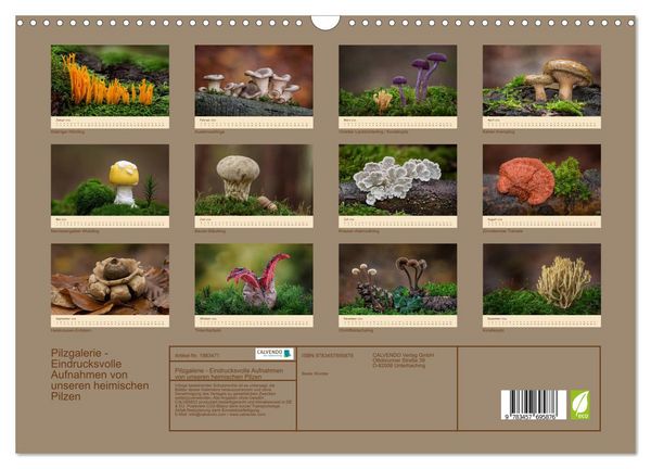 Produktbild: Pilzgalerie - Eindrucksvolle Aufnahmen von unseren heimischen Pilzen (Wandkalender 2026 DIN A3 quer), CALVENDO Monatskalender