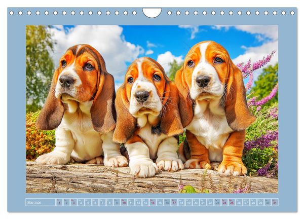 Produktbild: Schlappohren-Zauber. Fr&ouml;hliche Bassets in bunten Momenten (Wandkalender 2026 DIN A4 quer), CALVENDO Monatskalender