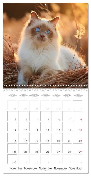 Produktbild: Beautiful Ragdolls - Cats in Nature (Wall Calendar 2026 12 &times; 12 Inch) CALVENDO 12 Month Wall Calendar