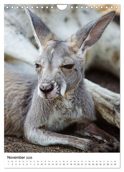 Produktbild: Australien - Hilfe f&uuml;r die einzigartige Tierwelt (Wandkalender 2026 DIN A4 hoch), CALVENDO Monatskalender