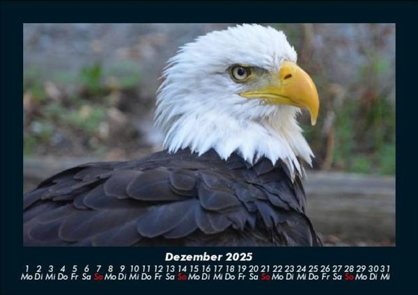 Produktbild: Welt der V&ouml;gel 2025 Fotokalender DIN A5