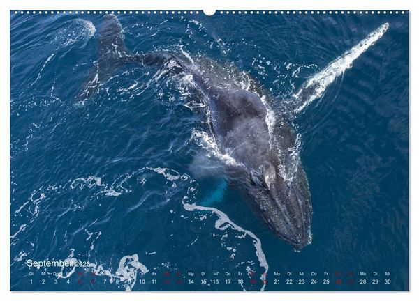 Produktbild: Antarktis, die eisige Heimat der Pinguine (hochwertiger Premium Wandkalender 2026 DIN A2 quer), Kunstdruck in Hochglanz