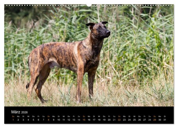 Produktbild: Holl&auml;ndischer Sch&auml;ferhund (Wandkalender 2026 DIN A2 quer), CALVENDO Monatskalender