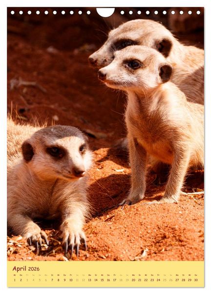 Produktbild: Erdm&auml;nnchen - Eine Kolonie in der Kalahari (Wandkalender 2026 DIN A4 hoch), CALVENDO Monatskalender