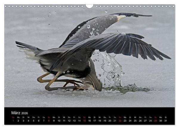 Produktbild: Aus dem Leben der Graureiher (Wandkalender 2026 DIN A3 quer), CALVENDO Monatskalender