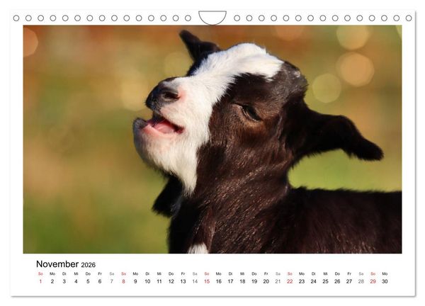 Produktbild: Wer zickt denn da? - Zicklein-Edition (Wandkalender 2026 DIN A4 quer), CALVENDO Monatskalender