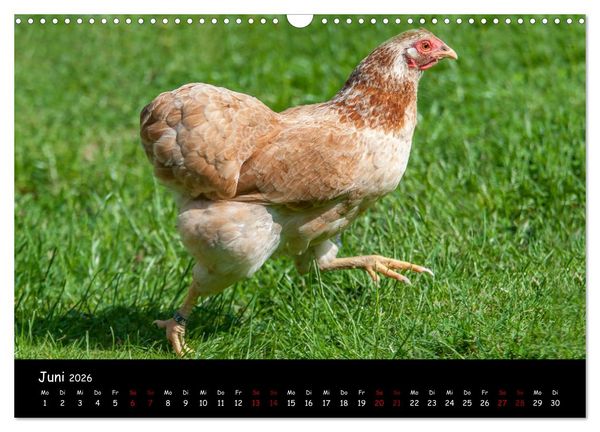 Produktbild: Neues von den Gartenh&uuml;hnern (Wandkalender 2026 DIN A3 quer), CALVENDO Monatskalender