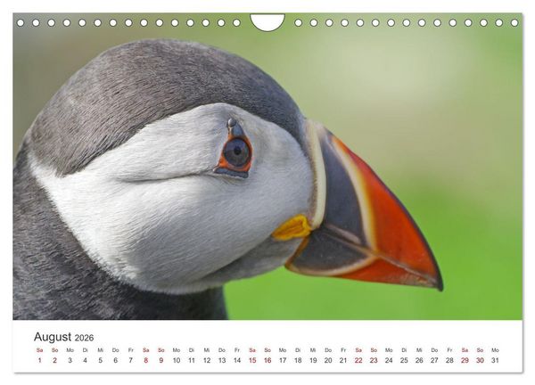 Produktbild: Papageitaucher - Clowns der nordischen Vogelwelt (Wandkalender 2026 DIN A4 quer), CALVENDO Monatskalender