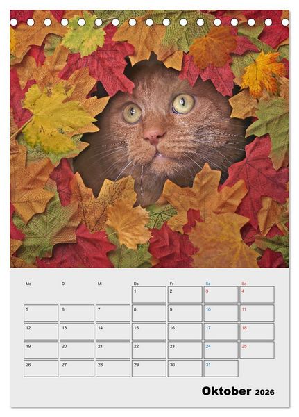 Produktbild: Crazy Catz. (Tischkalender 2026 DIN A5 hoch), CALVENDO Monatskalender