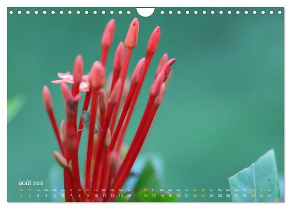 Produktbild: Au c&oelig;ur d&rsquo;une nature color&eacute;e (Calendrier mural 2026 DIN A4 vertical), CALVENDO calendrier mensuel