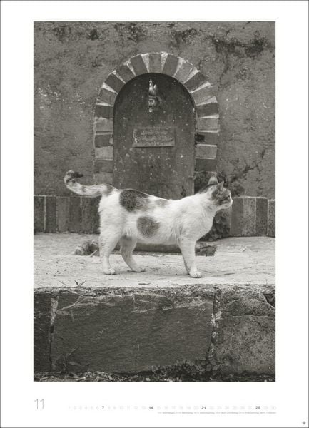 Produktbild: Cats Edition Kalender 2027