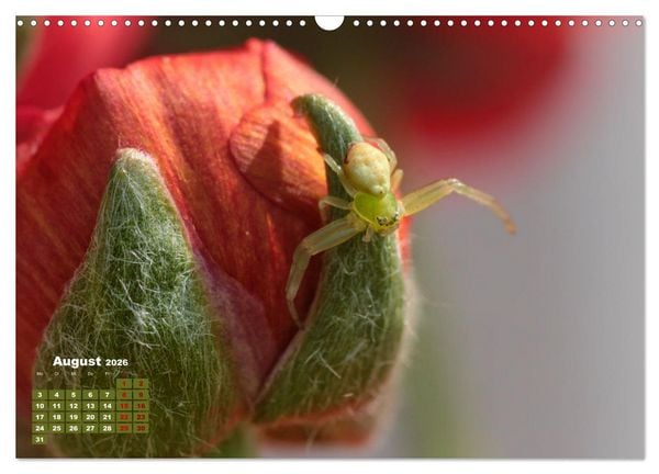 Produktbild: Klein aber oho. Die bunte Welt der Insekten (Wandkalender 2026 DIN A3 quer), CALVENDO Monatskalender
