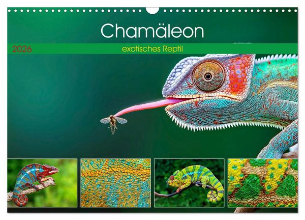 Produktbild: Cham&auml;leon - exotisches Reptil (Wandkalender 2026 DIN A3 quer), CALVENDO Monatskalender