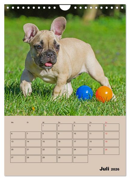 Produktbild: Jahresplaner Franz&ouml;sische Bulldogge (Wandkalender 2026 DIN A4 hoch), CALVENDO Monatskalender