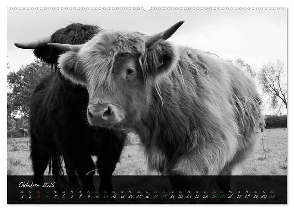Produktbild: Highland Cattle vom Nordlicht - Faszination Hochland Rind (hochwertiger Premium Wandkalender 2026 DIN A2 quer), Kunstdruck in Hochglanz