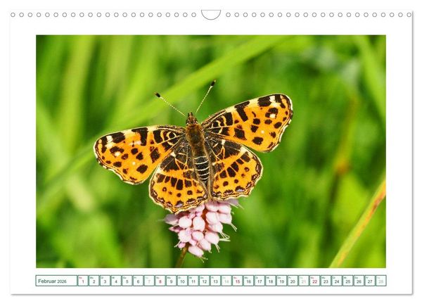 Produktbild: Schmetterlinge: zart und bunt (Wandkalender 2026 DIN A3 quer), CALVENDO Monatskalender