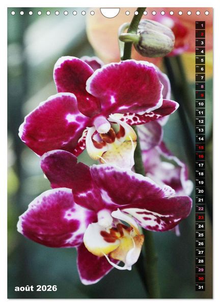 Produktbild: Miracle floral l'orchid&eacute;e (Calendrier mural 2026 DIN A4 horizontal), CALVENDO calendrier mensuel