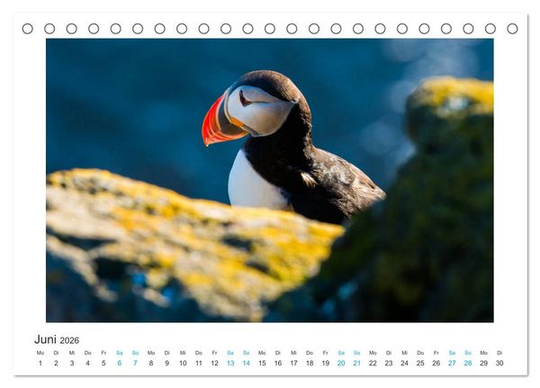 Produktbild: PAPAGEIENTAUCHER - Clowns der Nordmeere (Tischkalender 2026 DIN A5 quer), CALVENDO Monatskalender