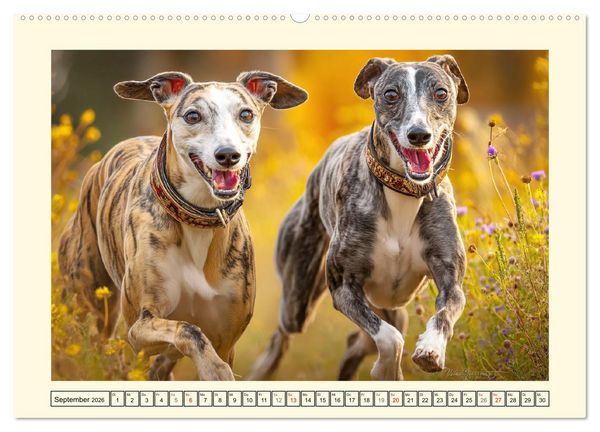 Produktbild: Whippet Wunder. Grazile Hunde mit sanfter Kraft und feiner Seele (Wandkalender 2026 DIN A2 quer), CALVENDO Monatskalender