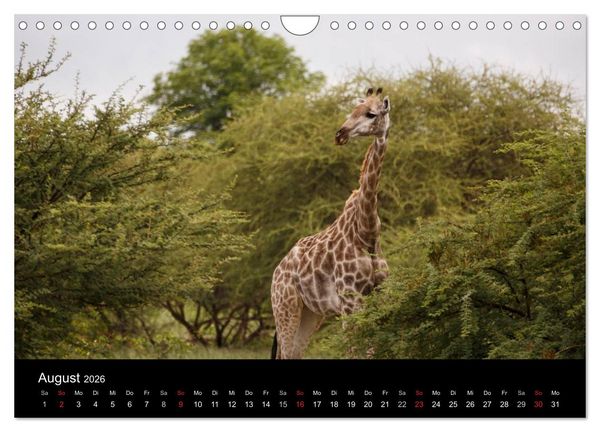 Produktbild: Giraffen &ndash; Faszination der Wildnis (Wandkalender 2026 DIN A4 quer), CALVENDO Monatskalender
