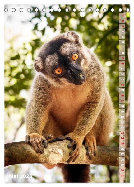 Produktbild: Safari hautnah - S&uuml;dliches und &ouml;stliches Afrika (Tischkalender 2026 DIN A5 hoch), CALVENDO Monatskalender