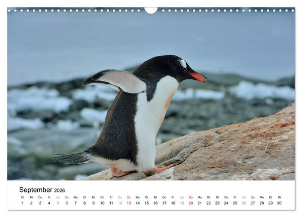 Produktbild: Im Reich der Pinguine (Wandkalender 2026 DIN A3 quer), CALVENDO Monatskalender