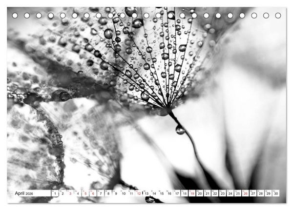 Produktbild: Pusteblumenzauber in schwarzwei&szlig; (Tischkalender 2026 DIN A5 quer), CALVENDO Monatskalender