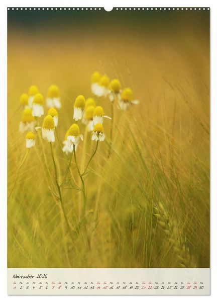 Produktbild: Florale Meisterwerke der Natur (hochwertiger Premium Wandkalender 2026 DIN A2 hoch), Kunstdruck in Hochglanz