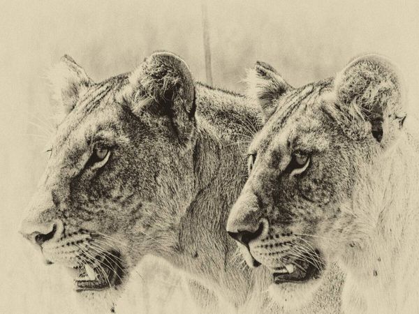 Produktbild: CALVENDO Puzzle Safari - auf Katzensuche | 1000 Teile Lege-Gr&ouml;&szlig;e 64x48cm Foto-Puzzle f&uuml;r gl&uuml;ckliche Stunden