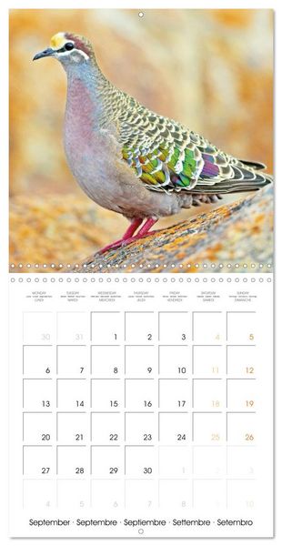 Produktbild: Doves: Gentle Beauty (Wall Calendar 2027 12 &times; 12 Inch) CALVENDO 12 Month Wall Calendar