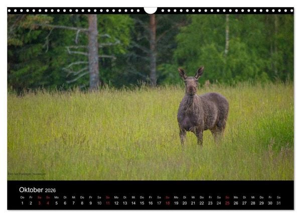Produktbild: Naturwucht Skandinavien (Wandkalender 2026 DIN A3 quer), CALVENDO Monatskalender