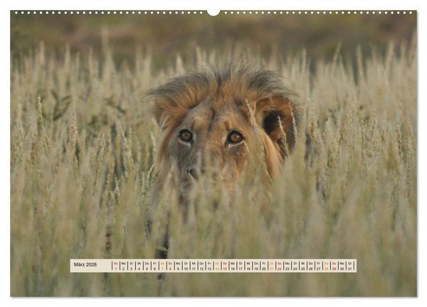 Produktbild: Kgalagadi-Durstland (hochwertiger Premium Wandkalender 2026 DIN A2 quer), Kunstdruck in Hochglanz