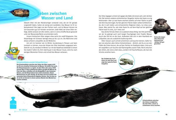 Produktbild: Entdecke die Otter