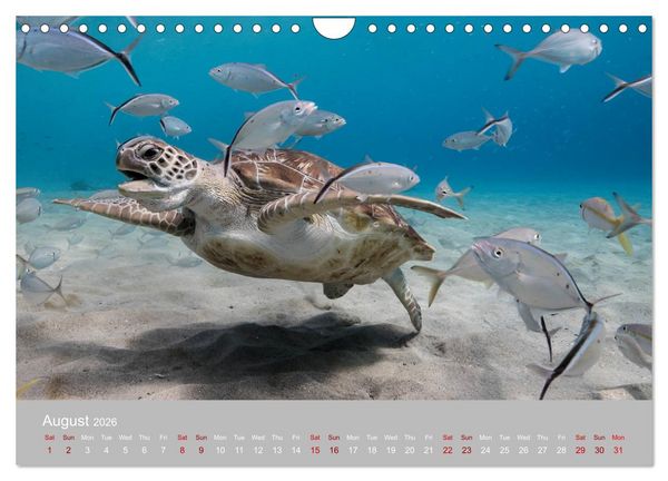 Produktbild: Caribbean Sea Turtles (Wall Calendar 2026 DIN A4 landscape), CALVENDO 12 Month Wall Calendar